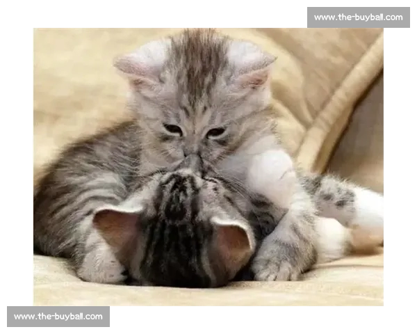 群狼逆袭多伦多：VCT CN 赛区的崛起之路